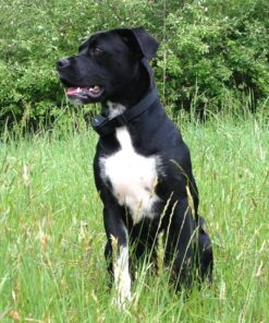 * Oval Car Magnet Donald Trump 2016 Trump for President Magnetic Bumper Sticker 3 81VIHZ1EASL