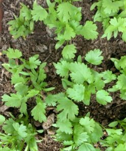 12 Culinary Herb Seeds Assortment - Non-GMO Herb Garden Starter Set - Grow Cooking Herbs: Parsley, Thyme, Cilantro, Basil, Dill, Oregano, Sage & More 53 81VLTylu8uL 3