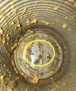 Natural Balance Limited Ingredient Adult Grain-Free Wet Canned Dog Food, Chicken & Sweet Potato Recipe, 13 Ounce (Pack of 12) 27 81VLXa8hoLL