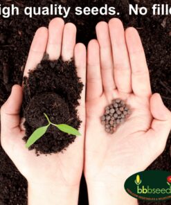 Monarch Butterfly Rescue Wildflower Seed Packet Bulk Open-Pollinated Wildflower, No Fillers, Annuals, Perennials and Milkweed Seeds for Monarch Butterfly1oz 40 81VRADjvHlL