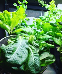 7 Varieties of Leafy Power Green Organic Seeds, Non-GMO Seeds for Planting, Heirloom Seeds - Spinach Seeds, Arugula, Kale, Lolla Rossa Lettuce Seeds, Buttercrunch, Gourmet Mix Lettuce, Swiss Chard 54 81VRXF5eFKL