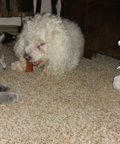 Zoomer Dino Indominus Rex 42 81VWxDHyo8L