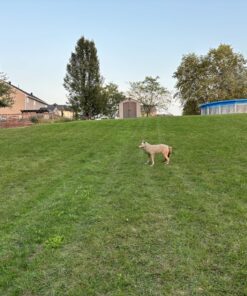 Flambeau Outdoors 5985MS-1 Lone Howler Coyote Decoy, One Size 36 81VZPzeb2YL