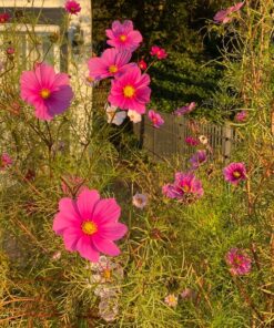 Seed Needs, Large 2.1 Ounce Package of 7,000+ Crazy Mix Cosmos Seed Mixture for Planting (Cosmos Bipinnatus Butterfly Attracting Cosmos Mixture) 10+ Varieties Open Pollinated - Bulk Large Pack (7,000 Seeds) 35 81VaVdwTFXL