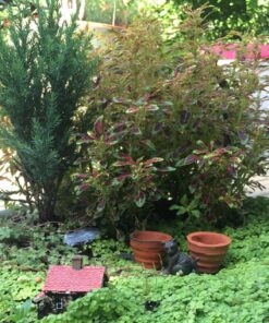 Original Sculpey Terra Cotta, Non Toxic, Polymer clay, Oven Bake Clay, 1.75 pounds 11 81VbTUDnFqL