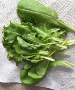 7 Varieties of Leafy Power Green Organic Seeds, Non-GMO Seeds for Planting, Heirloom Seeds - Spinach Seeds, Arugula, Kale, Lolla Rossa Lettuce Seeds, Buttercrunch, Gourmet Mix Lettuce, Swiss Chard 42 81VcP0BuovL