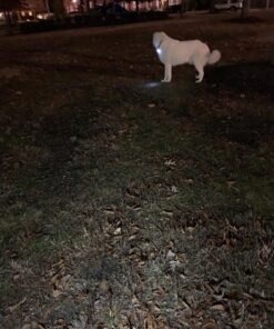 Small Dog Light - Dog Collar Light - Bubbas Leash Light - 2 Per Pack - Dog Walks & Backyard Monitoring. Attaches to Leash, Dog Collar, Harness. Small & Large Dogs. (Stealth Black) Bubba's Leash Light 43 81VcoibP4uL