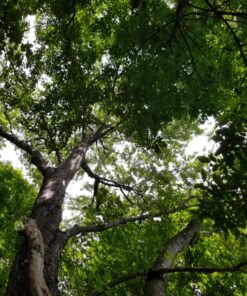 Wise Owl Outfitters Camping Hammock - Camping Essentials & Camping Gifts, Portable Hammock Single or Double Hammock for Outdoor, Indoor w/Hammock Straps Navy & Lt Blue Medium 39 81ViD74Q74L