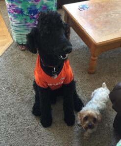 NFL Denver Broncos Dog Jersey, Size: X-Large. Best Football Jersey Costume for Dogs & Cats. Licensed Jersey Shirt 32 81Vjcs6gWGL