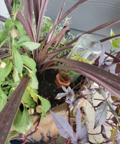 Modern Innovations Ceramic Terracotta Self Watering Spikes (4 Pack) Vacation Automatic Plant Waterer Devices, Indoor/Outdoor Planter Insert, Terra-Cotta Stakes for Potted Plants, Auto-Water System 4 Pack 46 81VjoKXe84L