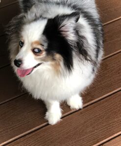 HONEY CARE All-Absorb, X-Large 28" x 34", 40 Count, Dog and Puppy Training Pads, Ultra Absorbent and Odor Eliminating, Leak-Proof 5-Layer Potty Training Pads with Quick-Dry Surface, Blue 31 81VkeF3y9uL