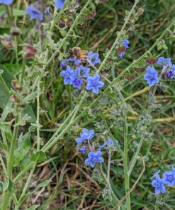 Seed Needs, Large 2.1 Ounce Package of 30,000+ Dazzling Blue Wildflower Seeds for Planting (99% Pure Live Seed Butterfly Attracting Wildflower Mixture - NO Filler) - Bulk 65 81VlBaRA0kL