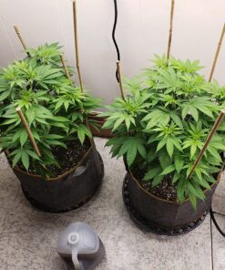 Humboldts Secret Set of A & B Liquid Hydroponics Fertilizer - World's Best Nutrient System – Hydroponic Nutrients for Outdoor, Indoor Plants – Supports Vegetative and Flowering Stages of Plants 32 Ounce 29 81VrMjPel1L