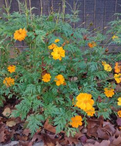 2,000 Seeds of Sulphur Cosmos, Bright Lights Mix by Seeds2Go 26 81VvWrUnhL