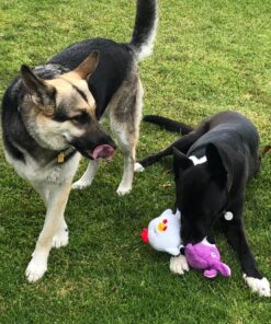 IAMS Adult High Protein Large Breed Dry Dog Food with Real Chicken, 30 lb. Bag 30 Pound (Pack of 1) 39 81VzwtYWxRL