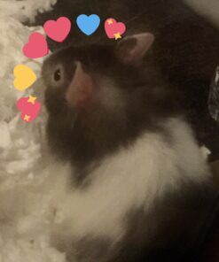 Living World Ergonomic Food Dish, for Small Animals, Blue, Small, 4.22oz, 61682A1 27 81W 9faOEcL