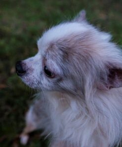 Tamron AFA012N700 SP 15-30mm f/2.8 Di VC USD Wide-Angle Lens for Nikon F(FX) Cameras Black 66 81W3I0GZYoL