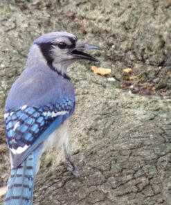 KODAK PIXPRO Astro Zoom AZ421-WH 16MP Digital Camera with 42X Optical Zoom and 3" LCD Screen (White) White Camera Only 59 81W7QbD0AfL