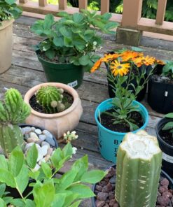 247Garden 5-Pack 1-Gallon Aeration Fabric Pot/Plant Grow Bag w/Handles (260 GSM, Black, 6H x 7D) 1 Gallon 45 81W8vlcSWBL