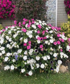 Jack's Classic Blossom Booster 10-30-20 Water Soluble Plant Food for Flowering Plants, 1.5lb 1.5 Pounds 23 81WAEYhB93L