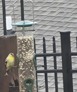 Wagner's 62050 Nyjer Seed Wild Bird Food, 10-Pound Bag 26 81WExy3XOrL