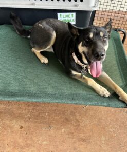 Coolaroo Gale Pacific The Original Cooling Elevated Dog Bed, Indoor and Outdoor, Large, Brunswick Green, 51.00" x 31.50" x 8.00" 51.0"L x 31.5"W x 8.0"Th 33 81WFJNFQQHL