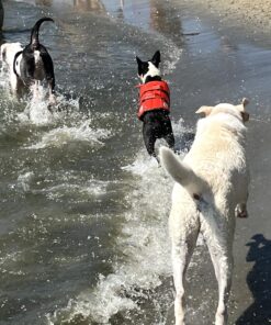 Outward Hound Granby Splash Orange Dog Life Jacket, Medium Granby (Flotation) Medium (Chest Girth: 21"-27") 31 81WHDyOQzpL