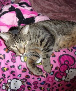 Kodak PIXPRO Friendly Zoom FZ43-BK 16MP Digital Camera with 4X Optical Zoom and 2.7" LCD Screen (Black) Black 36 81WMriXLdQL