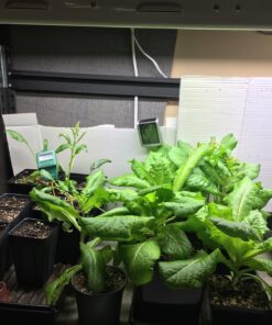 7 Varieties of Leafy Power Green Organic Seeds, Non-GMO Seeds for Planting, Heirloom Seeds - Spinach Seeds, Arugula, Kale, Lolla Rossa Lettuce Seeds, Buttercrunch, Gourmet Mix Lettuce, Swiss Chard 55 81WPoCLwhlL