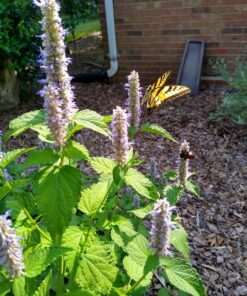 Seed Needs, Anise Hyssop Seeds - 500 Heirloom Seeds for Planting Agastache foeniculum - Medicinal Herb for Tea & Essential Oils, Non-GMO & Open Pollinated (1 Pack) 1 Pack (500 Seeds) 17 81WPxRVYS L