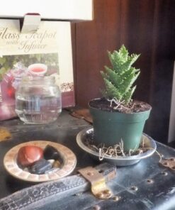 3 Different Aloe Plants - Easy to Grow/Hard to Kill! - 3" Pots 24 81WRrdBhTfL