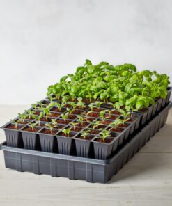 Burpee Self-Watering Seed Starter Tray, 72 Cells 72 Cell Self-Watering Starter 23 81WVNTGTOtL