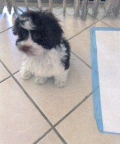 GREENIES Original Petite Natural Dog Dental Care Chews Oral Health Dog Treats, 36 oz. Pack (60 Treats) Petite Size (15-25 lb Dog) 60 Count (Pack of 1) 49 81WVep5PbOL