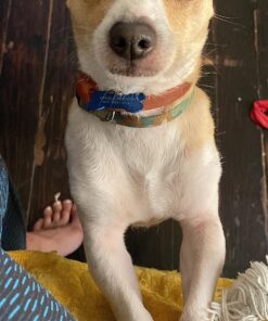 Wondercide - Flea, Tick & Mosquito Spray for Dogs, Cats, and Home - Control, Prevention, Treatment - with Natural Essential Oils - Pet and Family Safe - Peppermint 16 oz 27 81WXeiprJfL