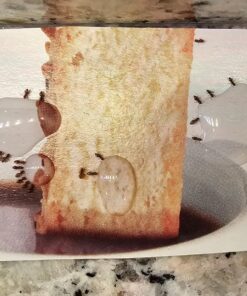 TERRO Liquid Ant Killer ll T200, 2 oz 40 81WcnZJ O8L