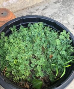 Orange California Poppy Seeds, Bulk Pack of 8 Oz, 150,000+ Seeds by Seeds2Go 26 81WdRP7TwWL