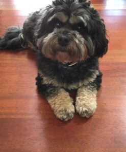 My AlphaPet Compostable Dog Poop Bags, Cornstarch Eco-Friendly, Highest EN1342 Certified, 120 Count, Large Size Bag 9x13 Inches, 8 Unscented Refill Rolls, Leak-proof, Plantbased, GM-Free Corn Unscented Green 27 81WhRzQt0aL