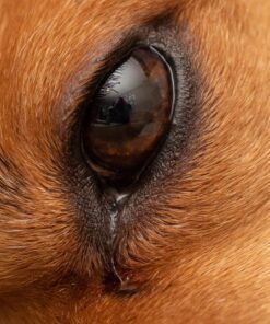 Oshiro 60mm f/2.8 2:1 LD UNC Manual Ultra-Macro Lens Compatible with Sony E-Mount a9, a7r, a7s, a7, a6600, a6500, a6400, a6300, a6000, a5100, a5000, a3500, a3000 Mirrorless Cameras (EOS-E) 87 81Wlw7EnK2L