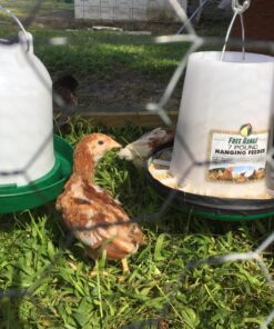 Harris Farms Plastic Poultry Drinker, 5 Quart 6 81WmBd8spjL