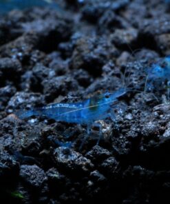 Blue Velvet Shrimp - Live Shrimp for Freshwater Aquariums or Tanks - Live Arrival Guarantee (10 Shrimp) 10 Shrimp 25 81WmSYwev5L
