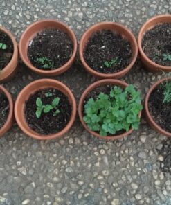 Culinary Herb Seeds Variety Pack - Outdoor & Indoor Herb Garden Kit - 10 Non-GMO Herb Garden Seeds for Planting & Book - Basil Seeds, Dill Seeds, Rosemary Seeds, Thyme Seeds, & More 28 81WmSlktgXL