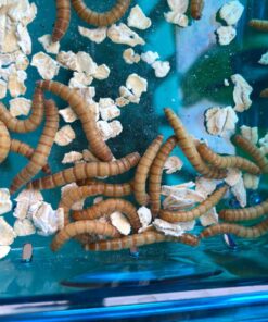 More Birds Dish SeedFeed, 1 Count (Pack of 1) 1 Count (Pack of 1) 45 81WmbzmBhwL