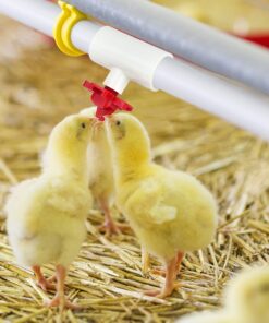 Cruzadel (12 Pack) PVC Tee Fittings For Threaded Poultry Cups Chicken Waterer - Schedule 40 PVC 1/2 inch Slip X 1/2 inch Slip X 1/8 inch FPT 12 28 81WnYeIxzWL