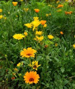 Eden Brothers Southwest Wildflower Mixed Seeds for Planting, 1/4 lb, 120,000+ Seeds with Cornflower, Blanket Flower | Attracts Pollinators, Plant in Spring or Fall, Zones 3, 4, 5, 6, 7, 8, 9, 10 1/4 Pound 17 81WnzfoRWFL