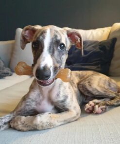 Alternative view of Nylabone Puppy Chew Toy Starter Pack - Teething Toys for Puppies - Long Lasting Chews - Chicken & Bacon Flavor, Small (3 Count) Small/Regular - Up to 25 Ibs. Triple Pack