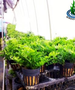 Bolbitis Difformis Baby Leaf Fern Potted Live Aquarium Plants for Freshwater Fish Tank by Greenpro 28 81Wsbm0anQL