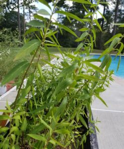 Seed Needs, Swamp Milkweed Seed Packet Collection (2 Varieties of Asclepias for Planting and Attracting Monarch Butterflies) Heirloom, Untreated & Open Pollinated 39 81WyWVPKnZL