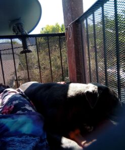 Coleman Trailhead II Camping Cot, Easy-to-Assemble Folding Cot Supports Campers up to 6ft 2in or 300lbs, Great for Camping, Lounging, & Elevated Sleeping Military Camping Cot 34 81WyWhMH44L