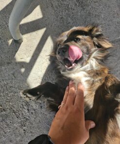 Activate II Flea and Tick Prevention for Dogs | 4 Count | Small Dogs 4-10 lbs | Topical Drops | 4 Months Flea Treatment 31 81X0qrtnmRL