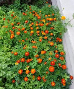 French Marigold Sparky Mix Seeds, Over 5,000 Seeds by Seeds2Go 31 81X27evE8L